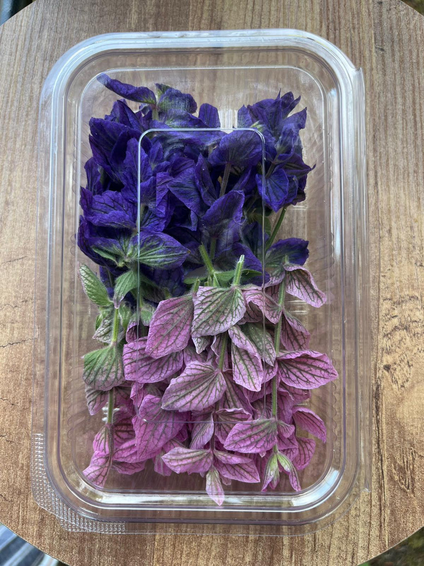 ADAÇAYI ÇİÇEĞİ