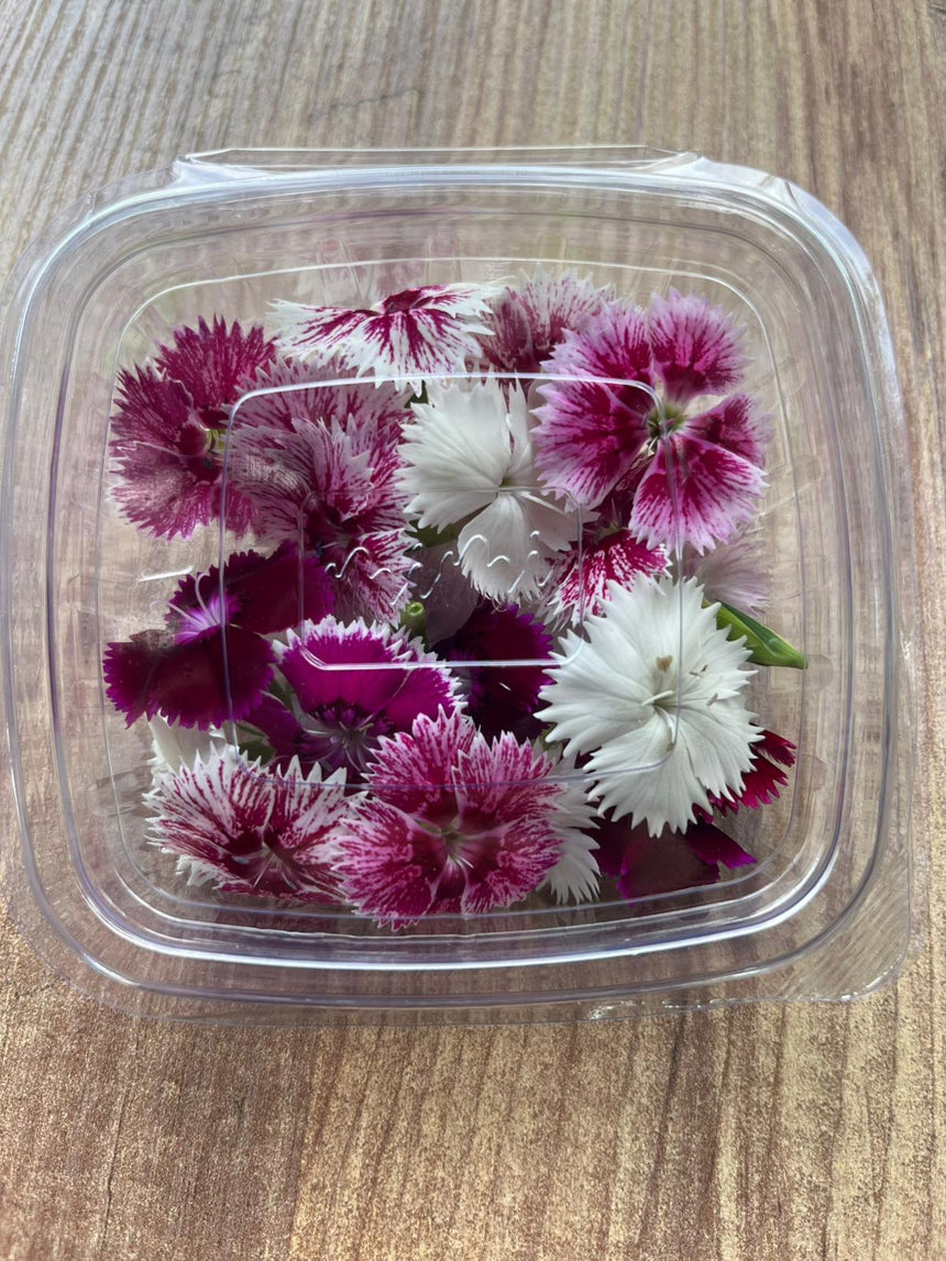 Mini Karanfil (Dianthus) 🌸