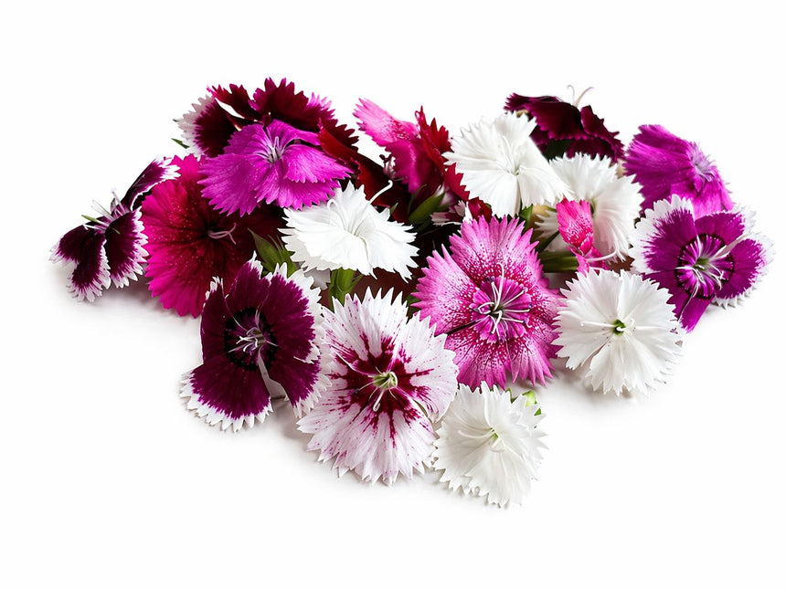 Mini Karanfil (Dianthus) 🌸