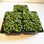 Broccoli Sprouts - Advantage Pack of 5