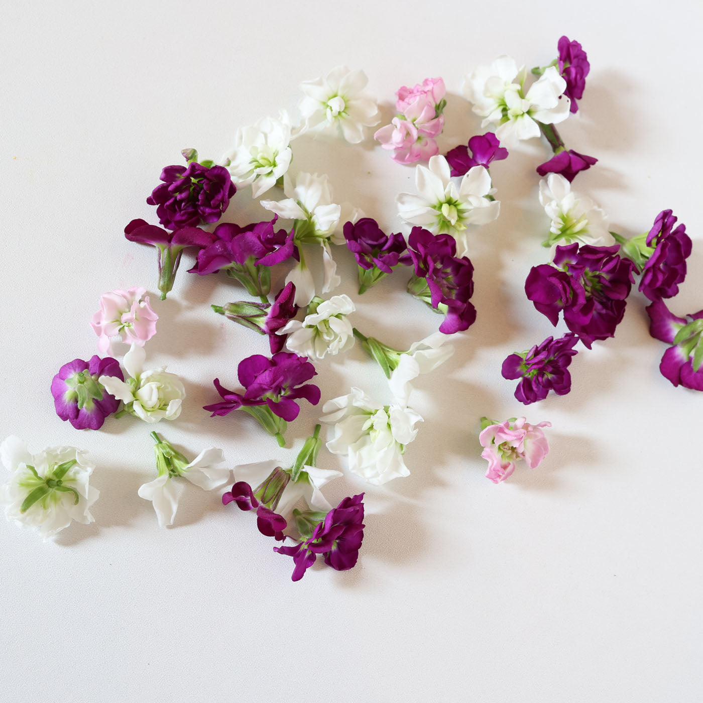 Wallflower Edible Flowers Mimi Farm